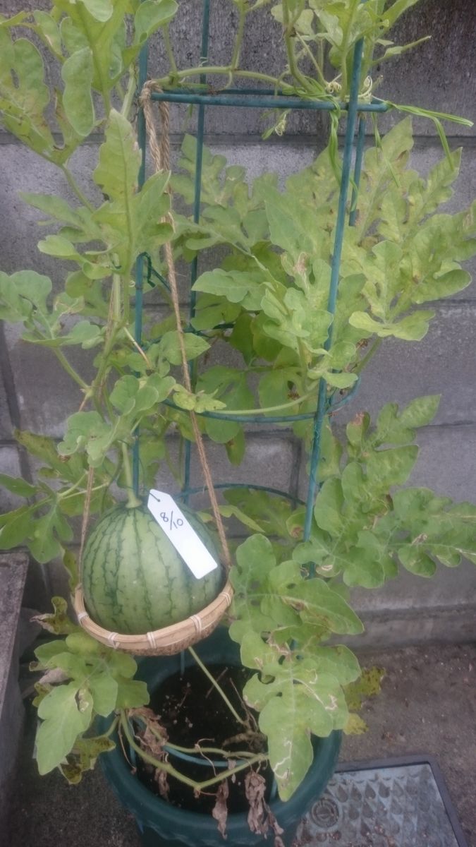 続、鉢植えスイカ2019🍉 全体像