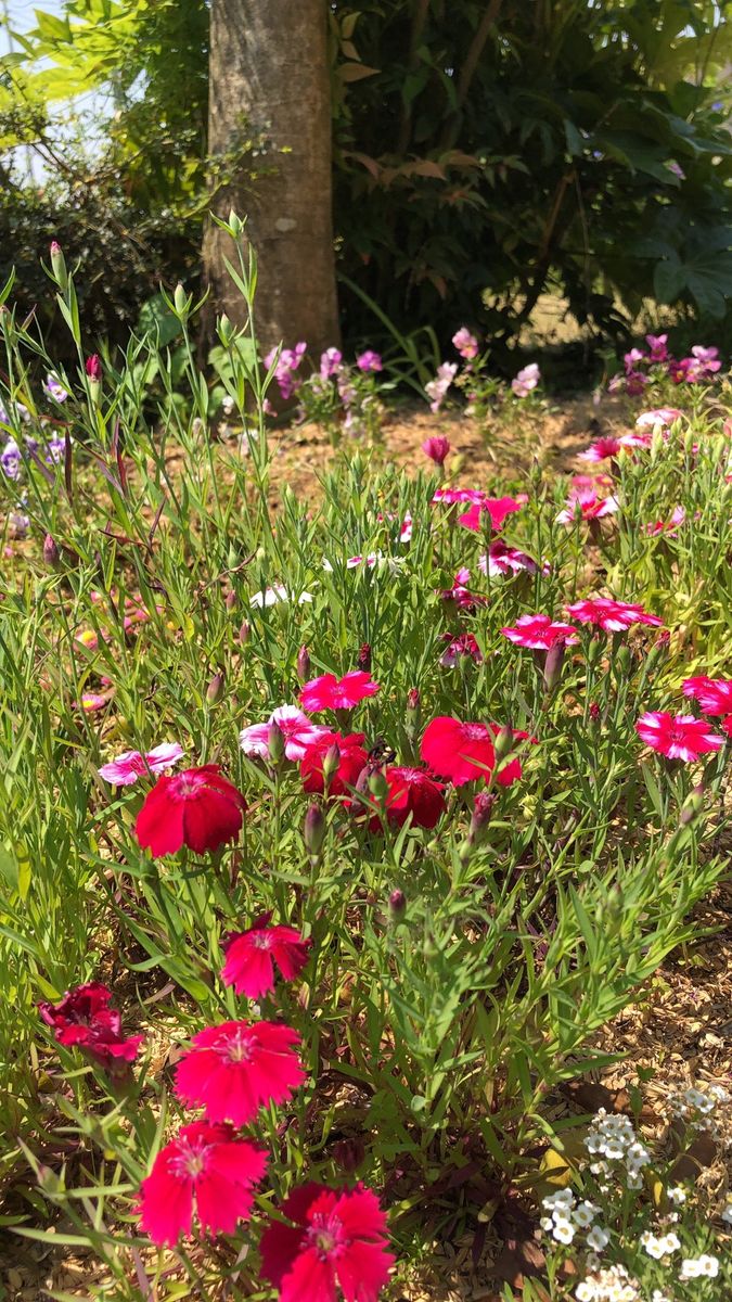 セキチクに種から挑戦 賑やかに🌺