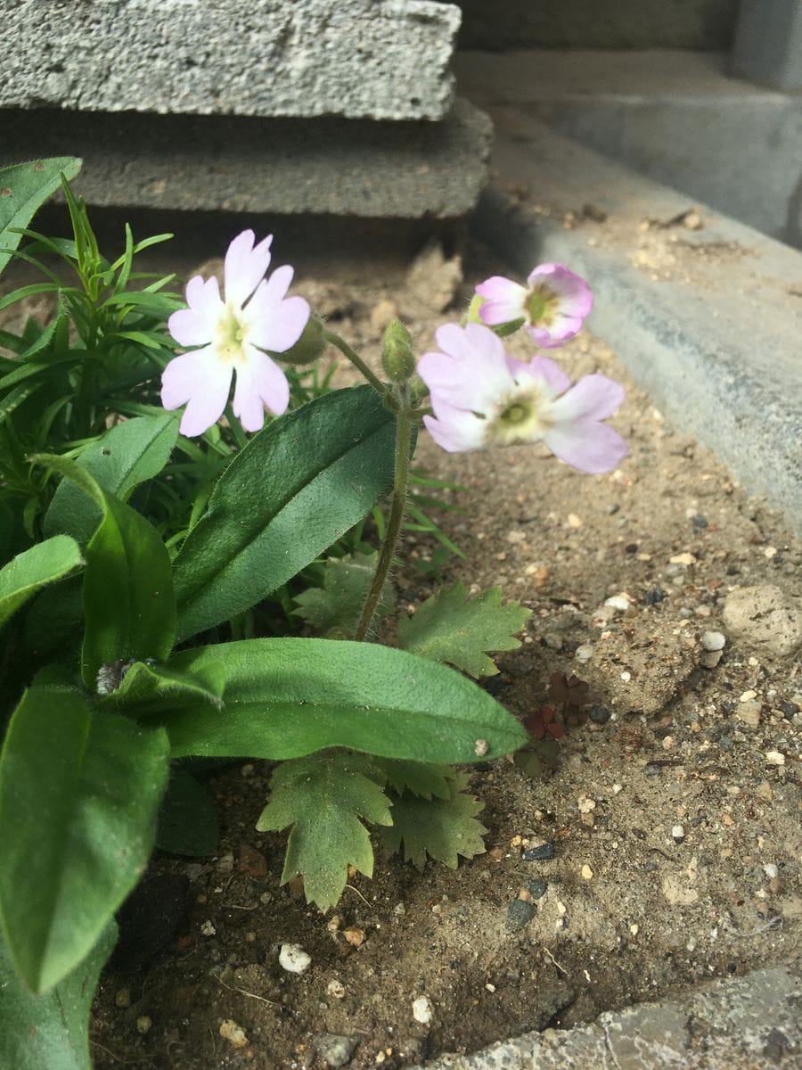 はじめての雲南桜草栽培 庭植えは何とか生き延びた