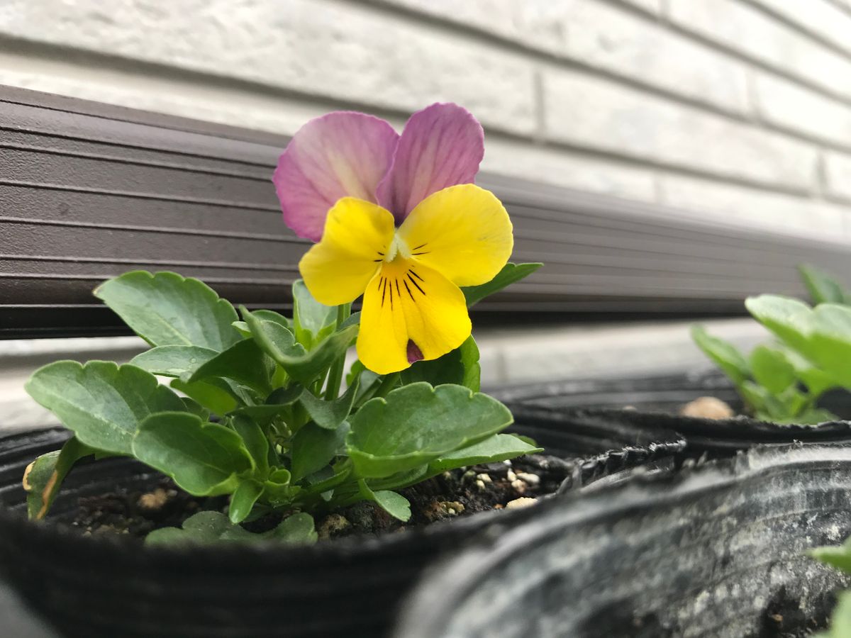 採取したビオラの種で花満開を目指す 1番めはビオラ✨