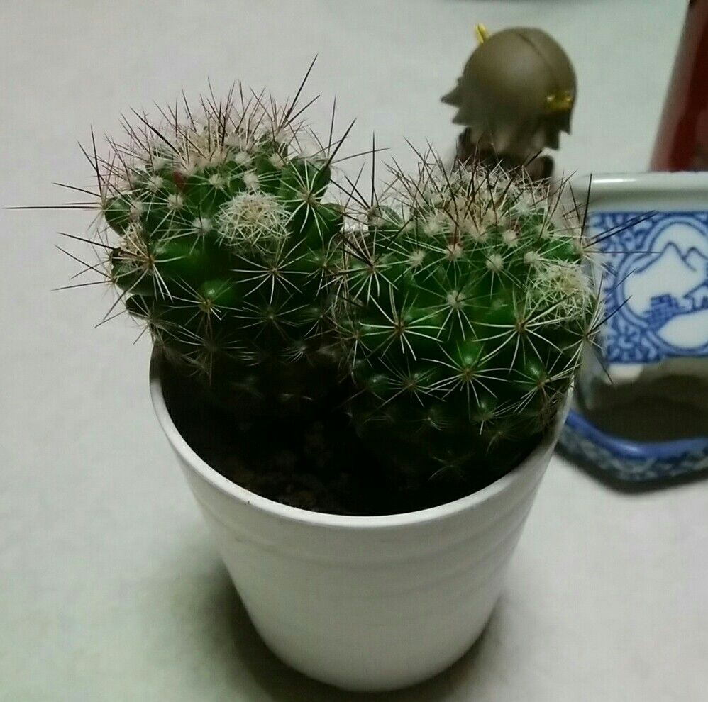 銀手毬を増やして並べて花を咲かせたい🌼 親御さんズ植えかえ🌵🌵