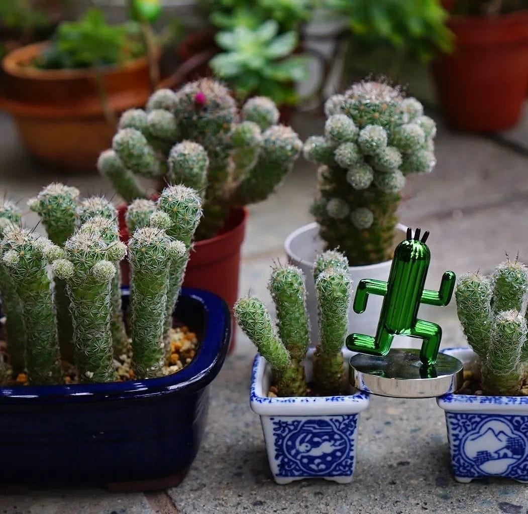 銀手毬を増やして並べて花を咲かせたい🌼 家族写真2022/10 👧👶👩🌵