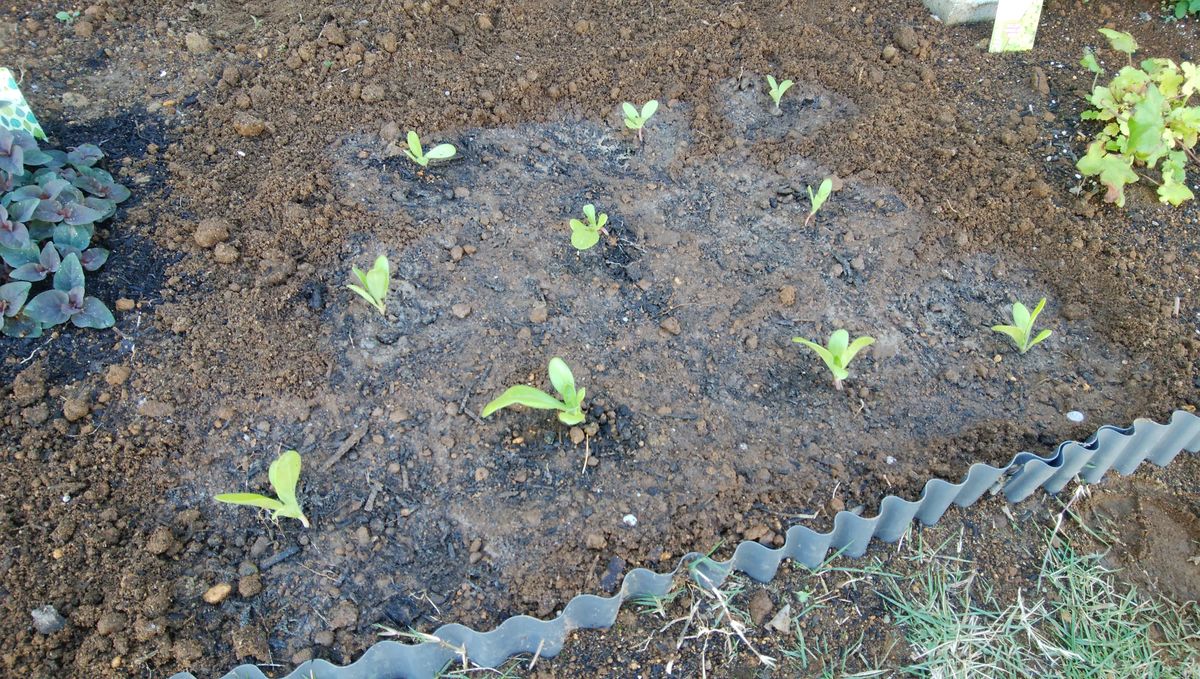 ✔ ダイソーの大輪きんせん花を種から育てる 2019/11/7 追加蒔き分定植