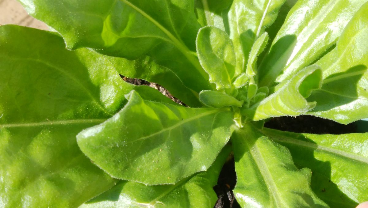 ✔　ダイソーの大輪きんせん花を種から育てる 2019/11/10 一期生に花芽？