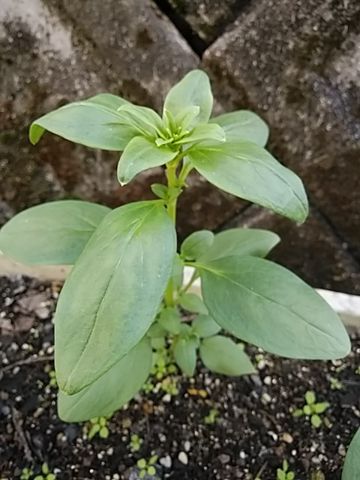 ベル咲きの金魚草を種から 脇芽