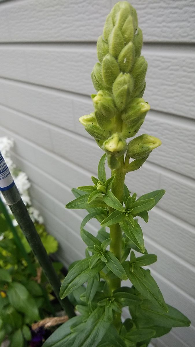 ベル咲きの金魚草を種から 蕾が更にふくらんできた