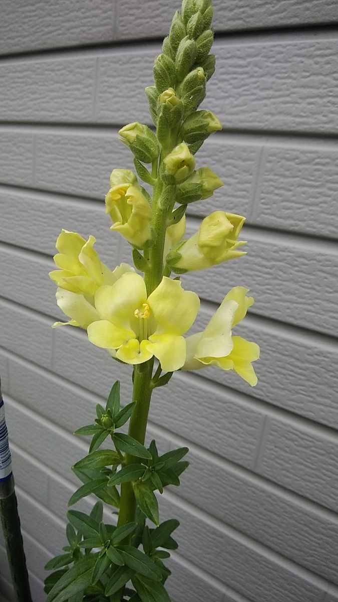 ベル咲きの金魚草を種から ついに開花🎶