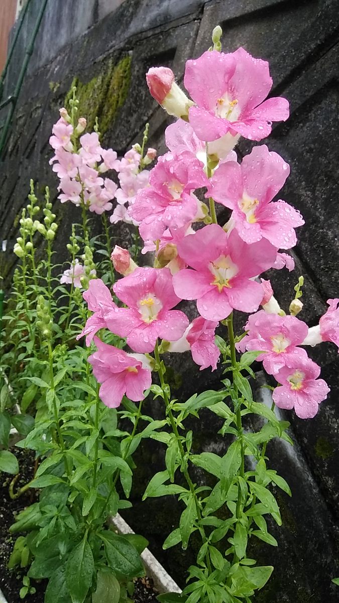 ベル咲きの金魚草を種から おまけ ２番花