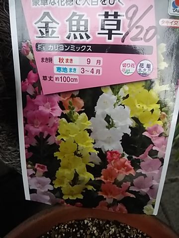 ベル咲きの金魚草を種から