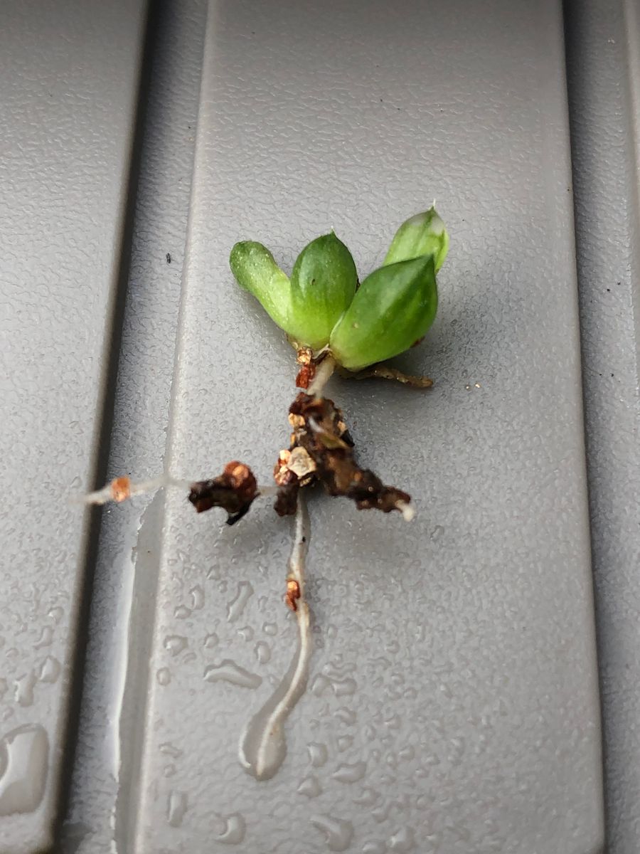 紫オブツーサ 葉挿し植え替え〜 植え替え開始〜