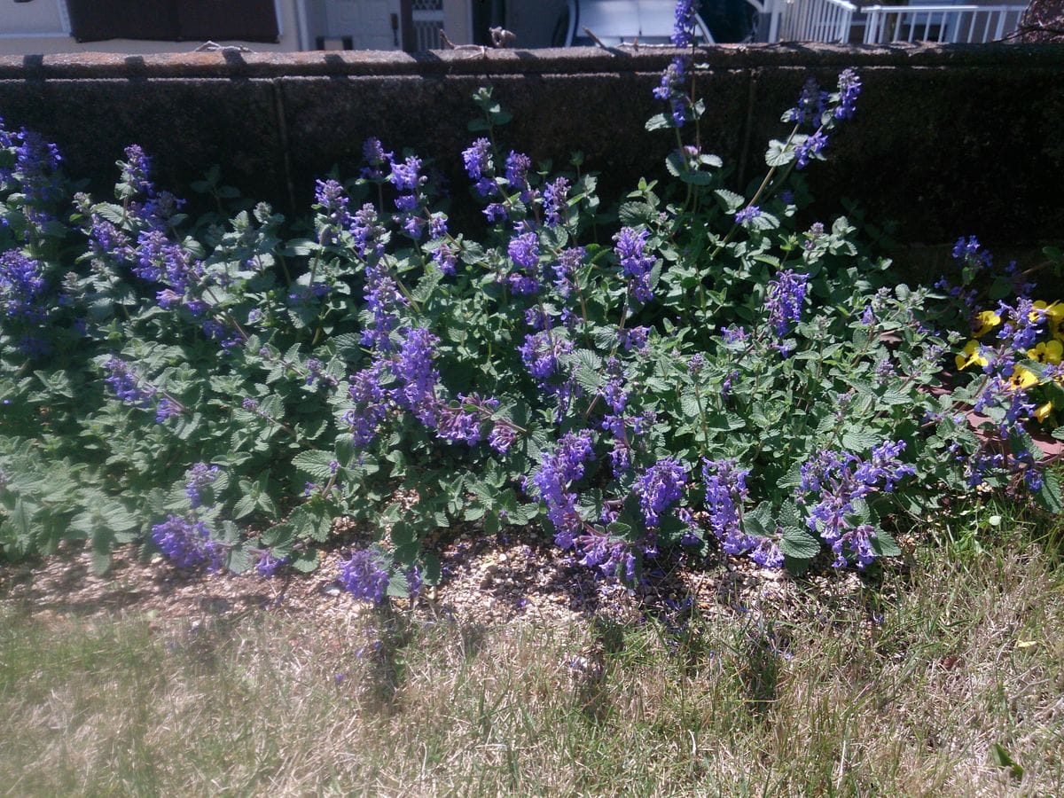 ブルーキャットミント 開花促進