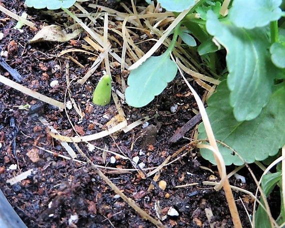 球根を育てて春を待つ🎶 チオノドクサの🌱