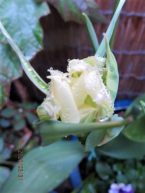 球根を育てて春を待つ🎶 白花チューリップ