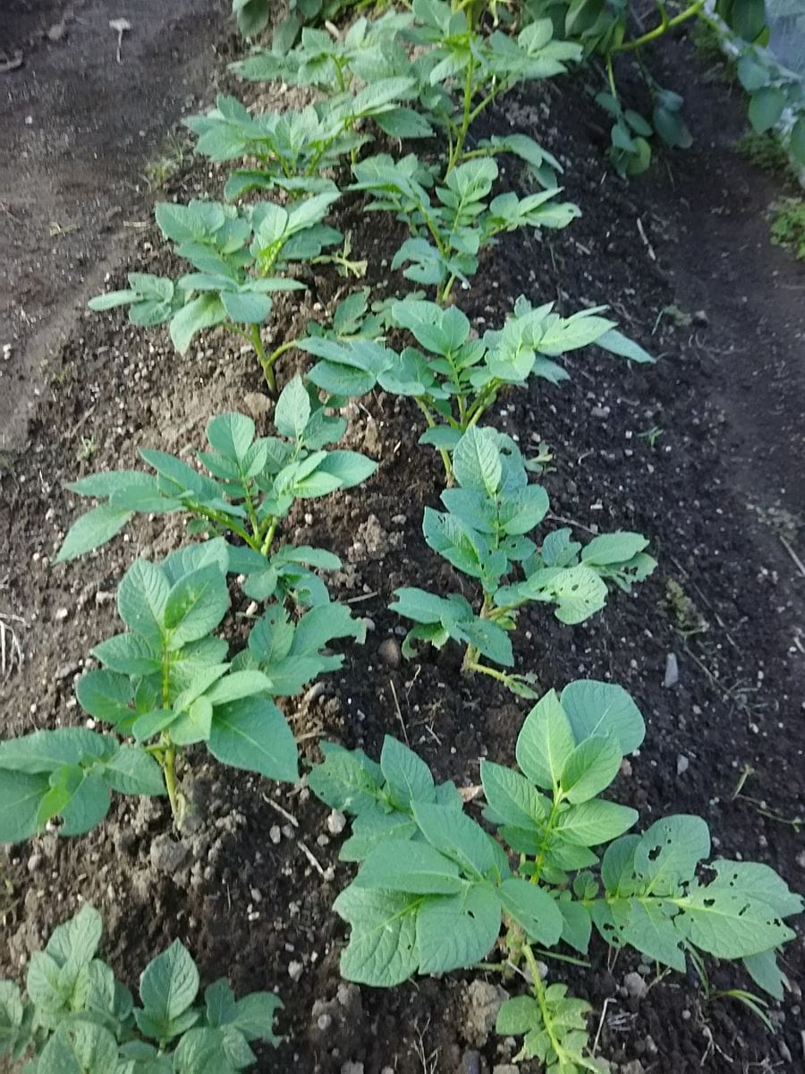 秋ジャガの挿し芽と垂直仕立て 挿し芽全て根付きました。