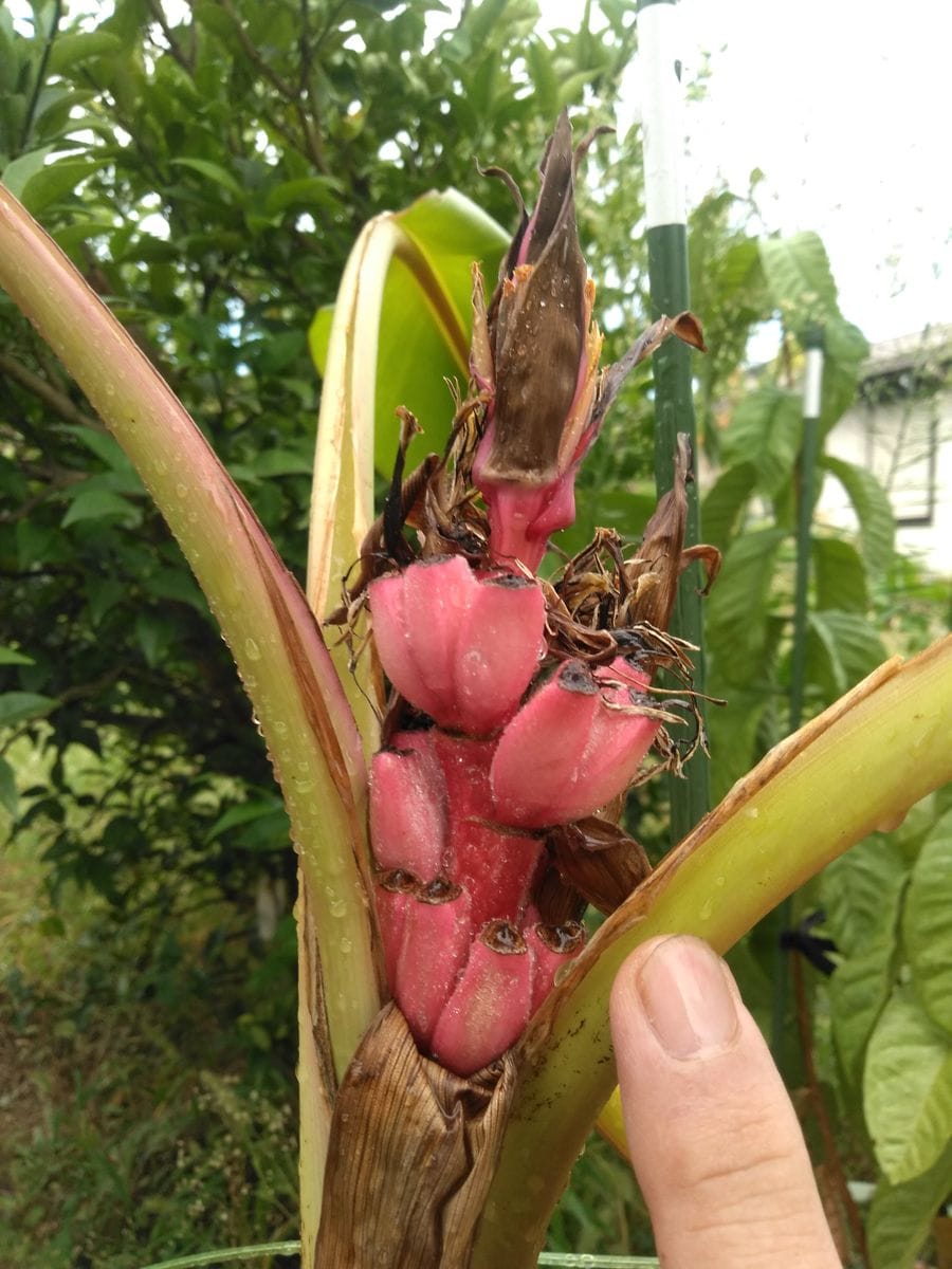 アケビバナナ🍌 10月3日