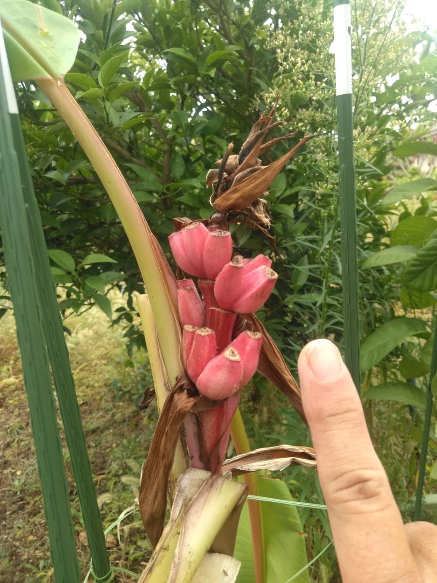 アケビバナナ🍌 まだまだ小さい