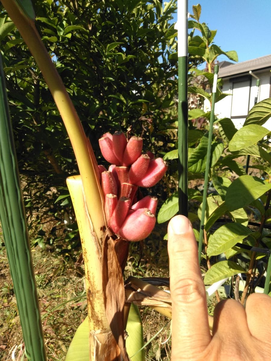 アケビバナナ🍌 見た感じ変化無し😄