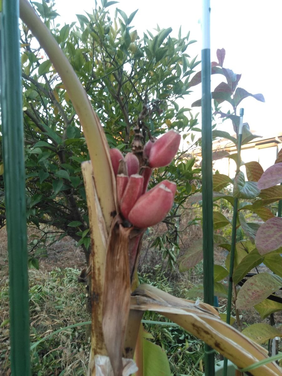 アケビバナナ🍌 12月13日大きくなりませんね〜