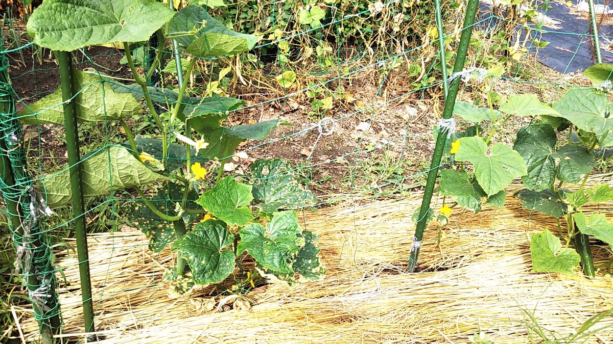 秋きゅうり～種子から！ 花が咲き、実が！