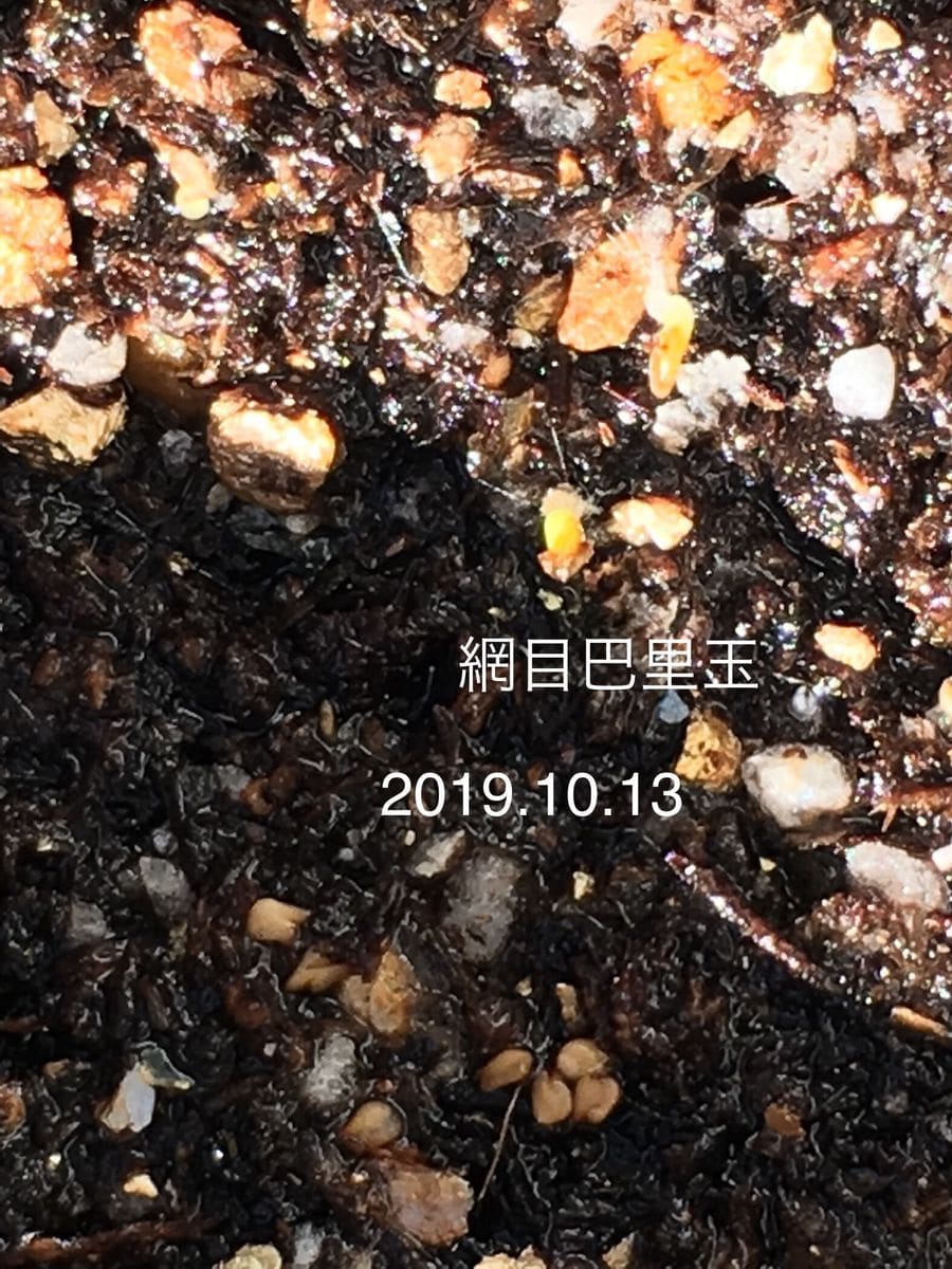 網目巴里玉の実生チャレンジ♬ 2019.10.13 発芽！