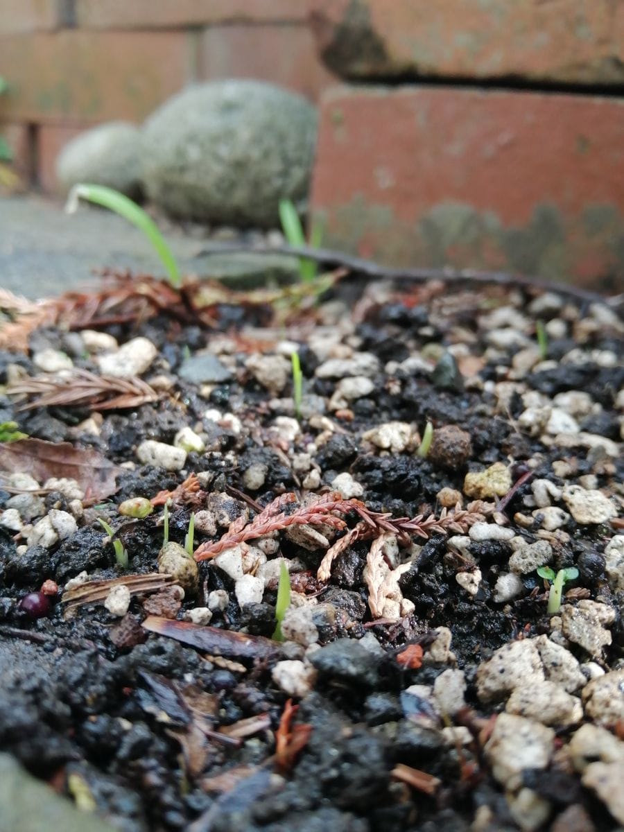 ヒメヒオウギ、ちょっとギュウギュウにまいてみた 多分芽🌱だ！(19/11/20)