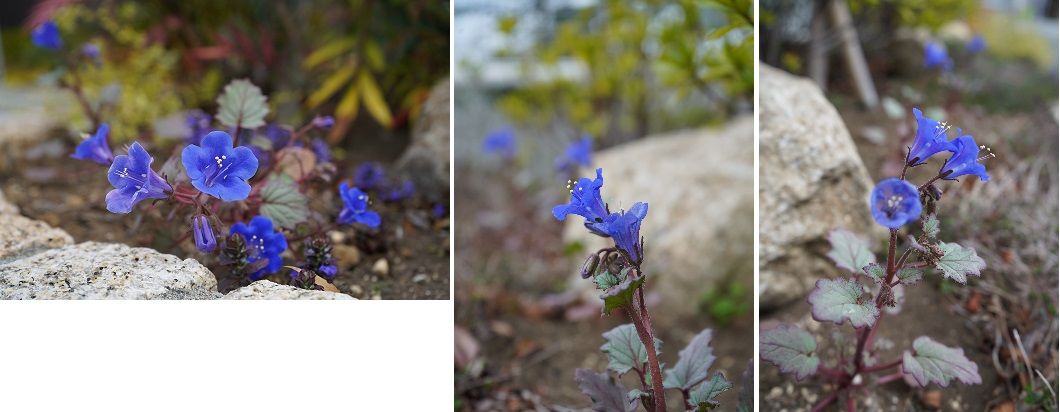 ファセリア リベンジの種まき さらに開花