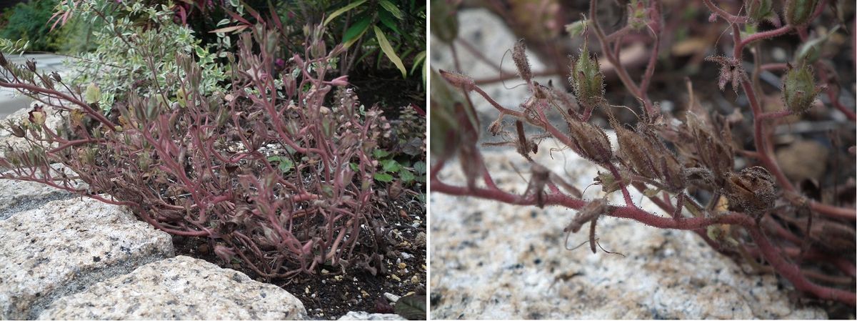 ファセリア リベンジの種まき 開花から二か月（花壇）