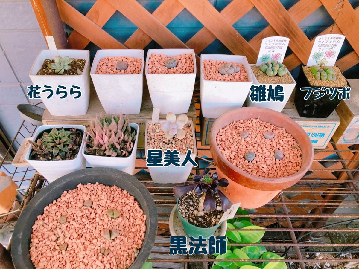 リトープス育ててみよう 植え替え　その4