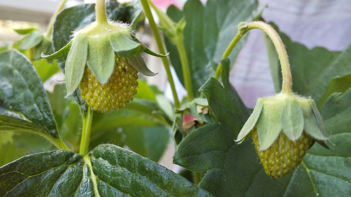 甘いいちごを目指して とちおとめ2番花房