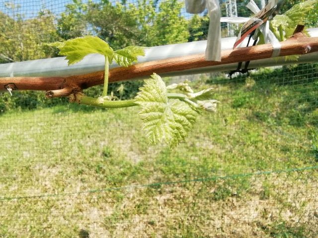 シャインマスカットの芽座を確立する。 シャインマスカットの花穂