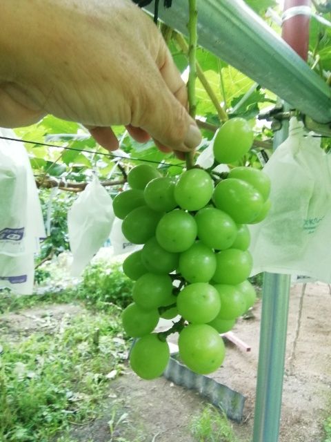 シャインマスカットの芽座を確立する。 ようやく