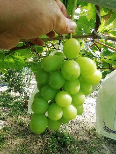 シャインマスカットの芽座を確立する。 結構な大きさ