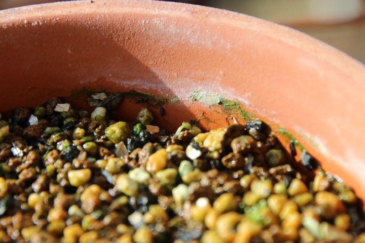 ばらの種まき はじっこに発芽しました🌱