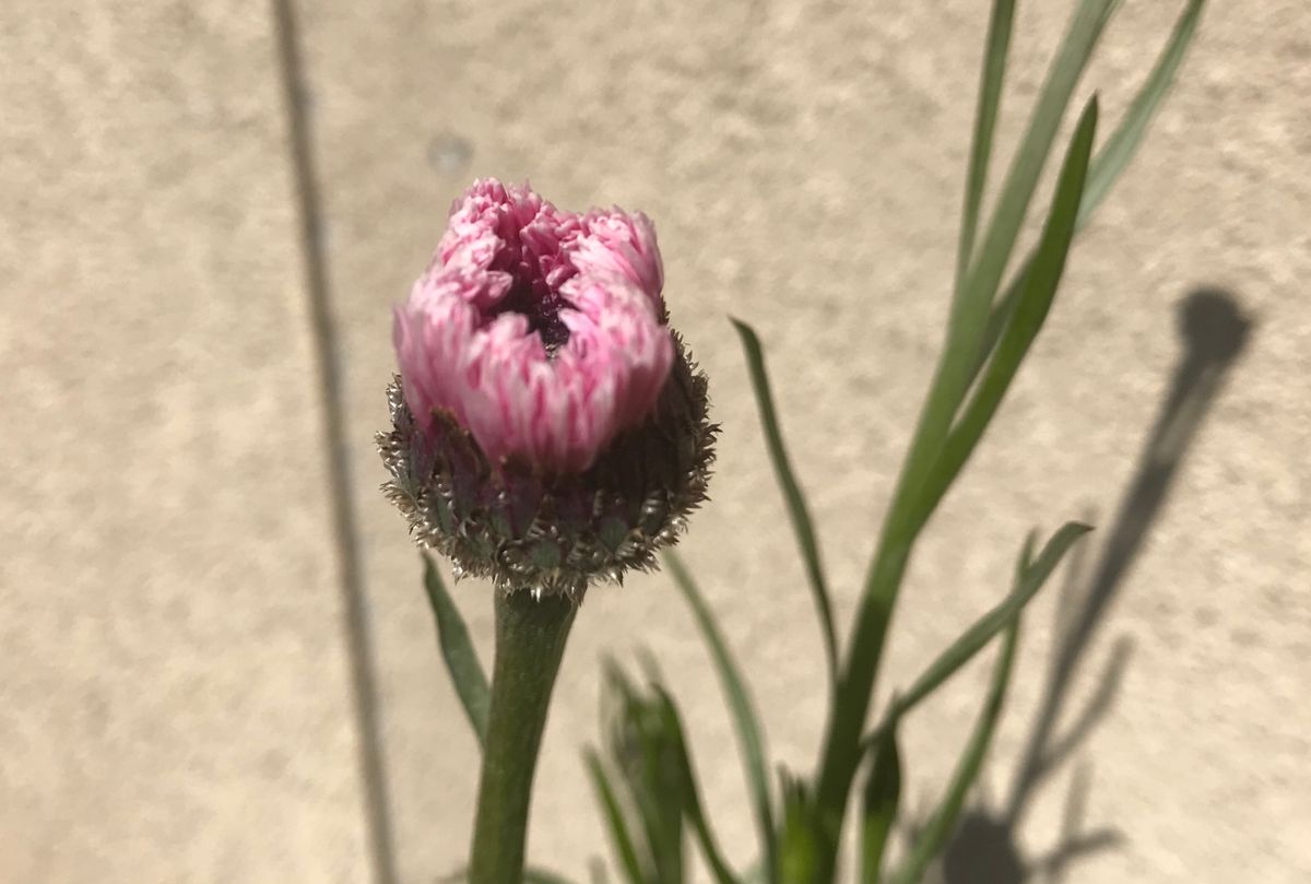 ヤグルマギクを種から 開花まであと少し