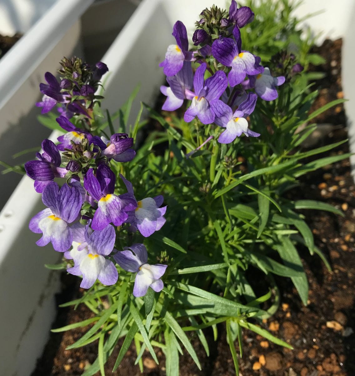 リナリアを種から ちゃんと開花