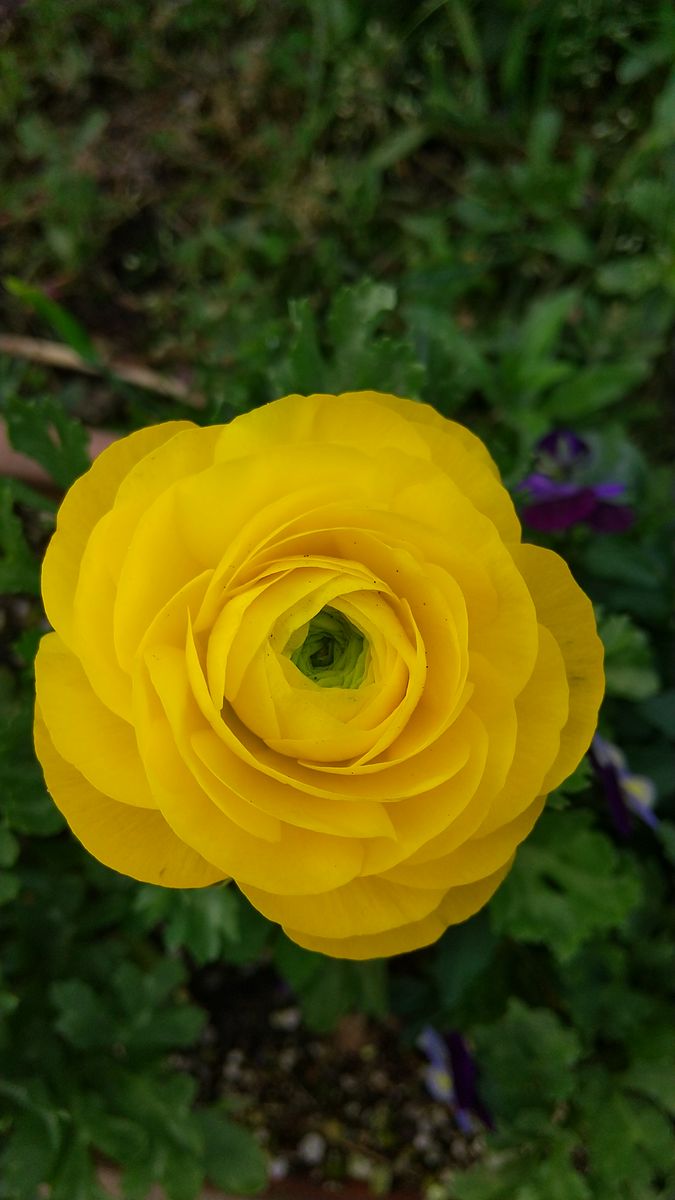 ラナンキュラスを種から育てる 4/7 レモン色の花です。