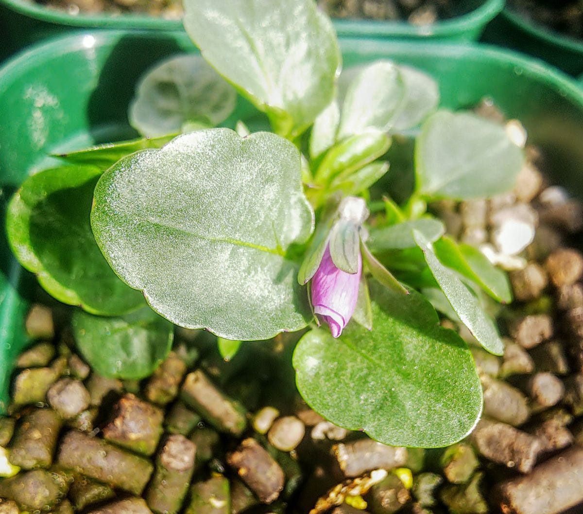 ビオラ７種類採取した種で育てます🌿 花芽が色づきました🎵