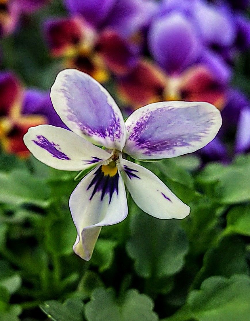 ビオラ７種類採取した種で育てます🌿 ４月６日蒼いウサギ初咲