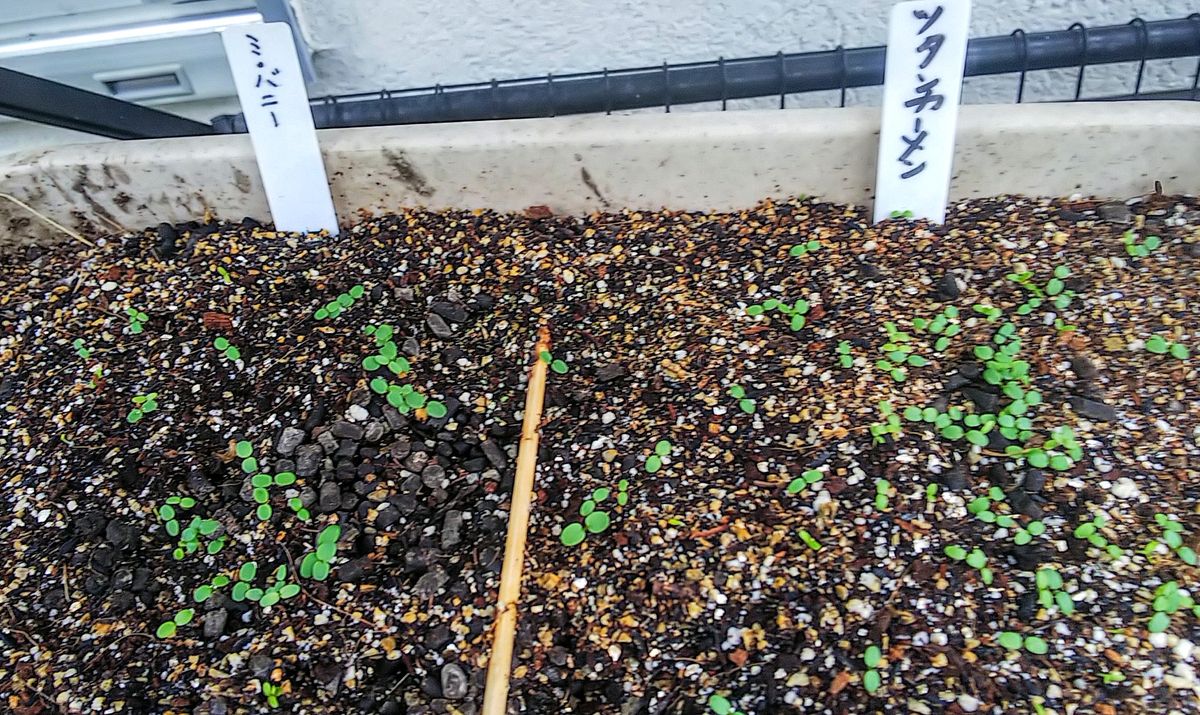 ビオラ７種類採取した種で育てます🌿 ９種類中８種🌱が出始めました🌿