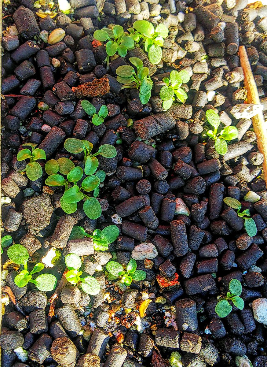 ビオラ７種類採取した種で育てます🌿 ステラも大きく育ってます🌿