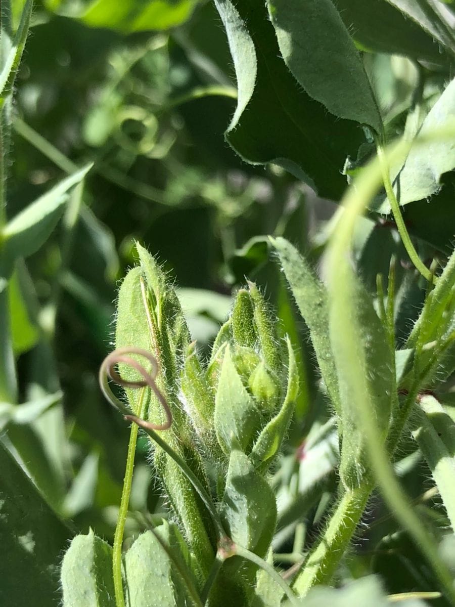 スイートピーで天然アロマを満喫するレポ つぼみ確認