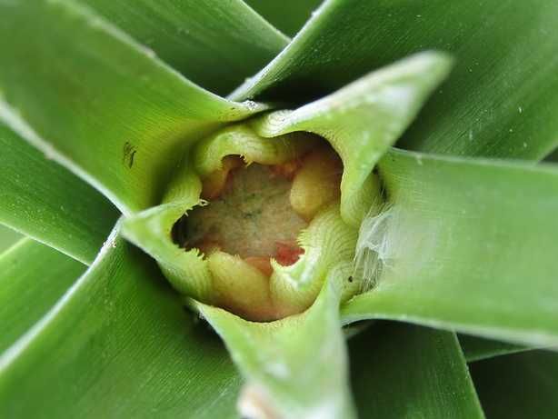 完熟パイナップルは甘いんだい(収穫して終了) 花芽の気配