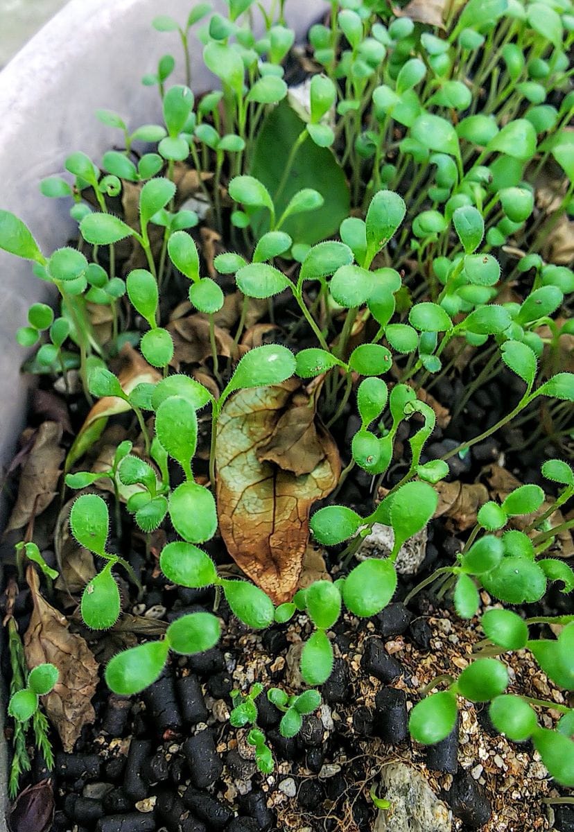 種こぼれのネモフィラ🌱 種こぼれで発芽したネモフィラ🌱