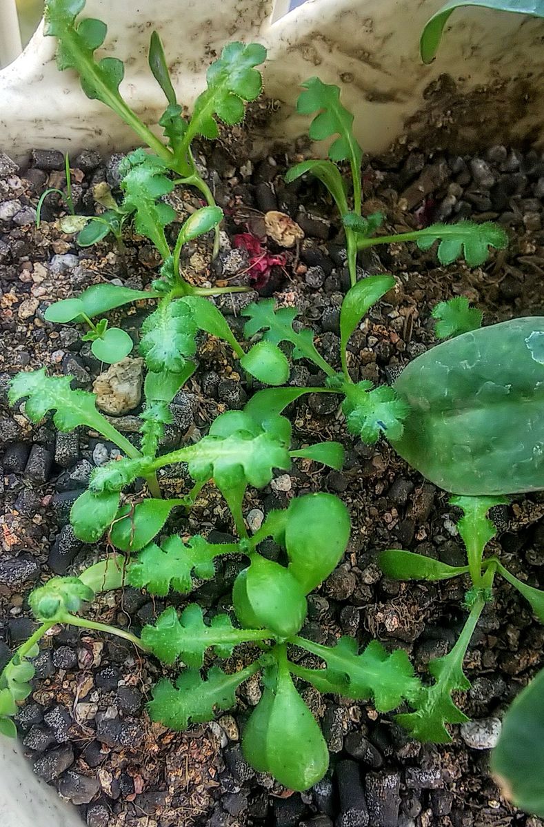 種こぼれのネモフィラ🌱 本葉が大きく成りました🌿