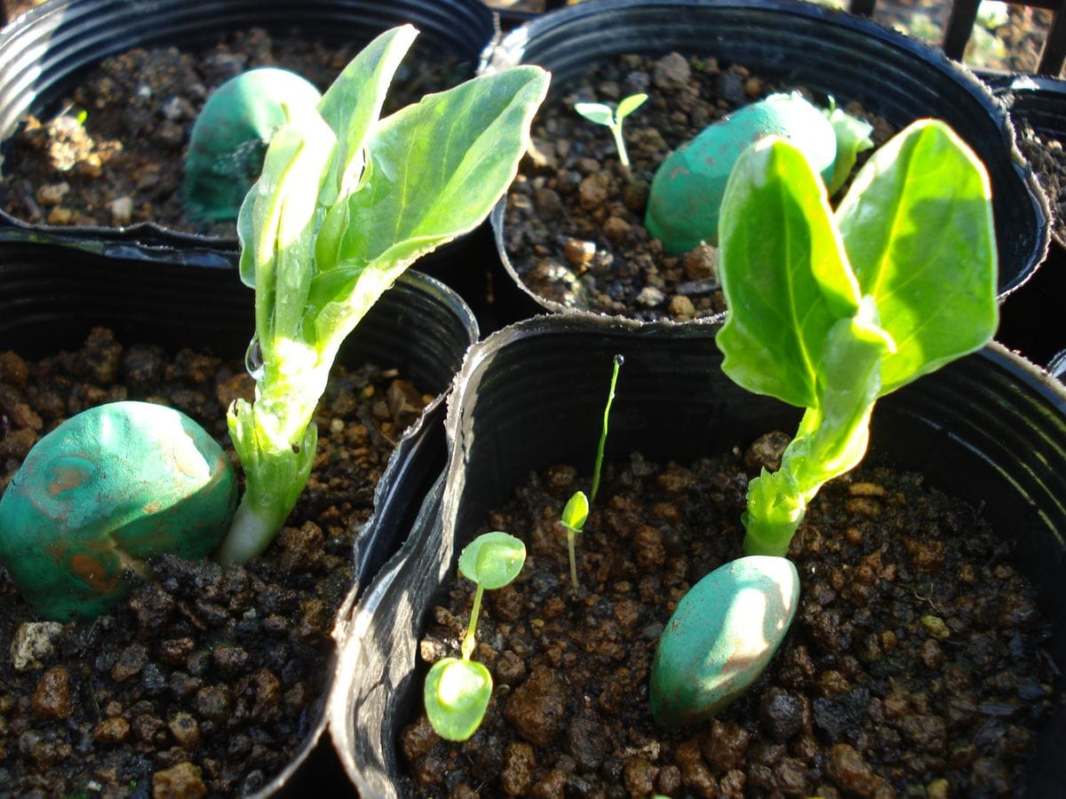 家庭菜園 ガーデニング PE素材 ビニールハウス 温室 ガーデニング 安定した 耐水性 耐引き裂き 耐久性 多肉植物 鉢植え - 5