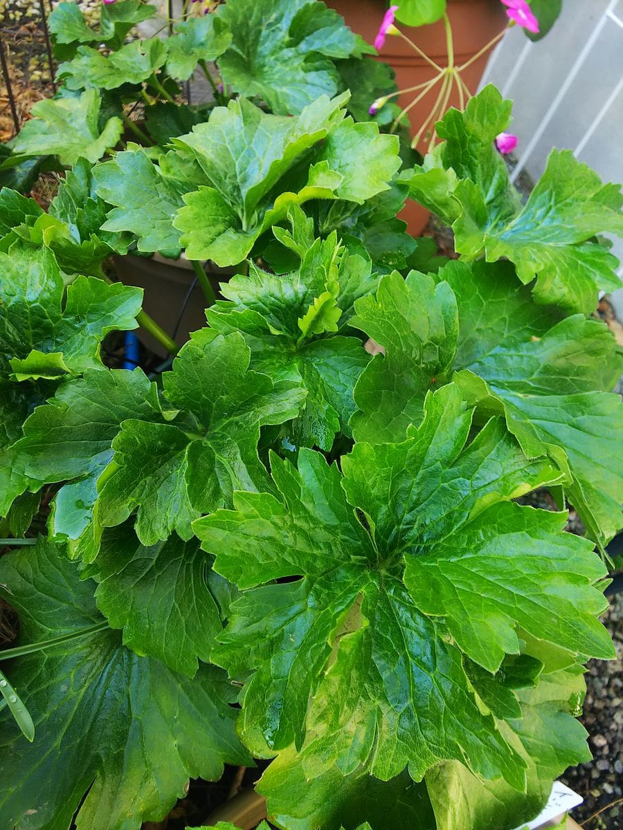 ラックス１年目の夏越し株を育てます🌿 大きく成りました🌿