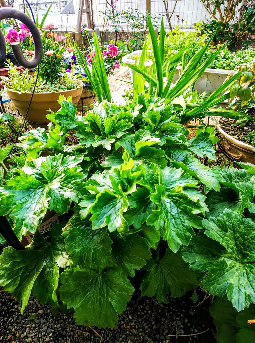 ラックス１年目の夏越し株を育てます🌿 丈が伸び始めました🌿