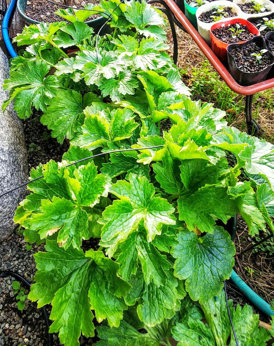 ラックス１年目の夏越し株を育てます🌿 皆んな大きく育っています🌿