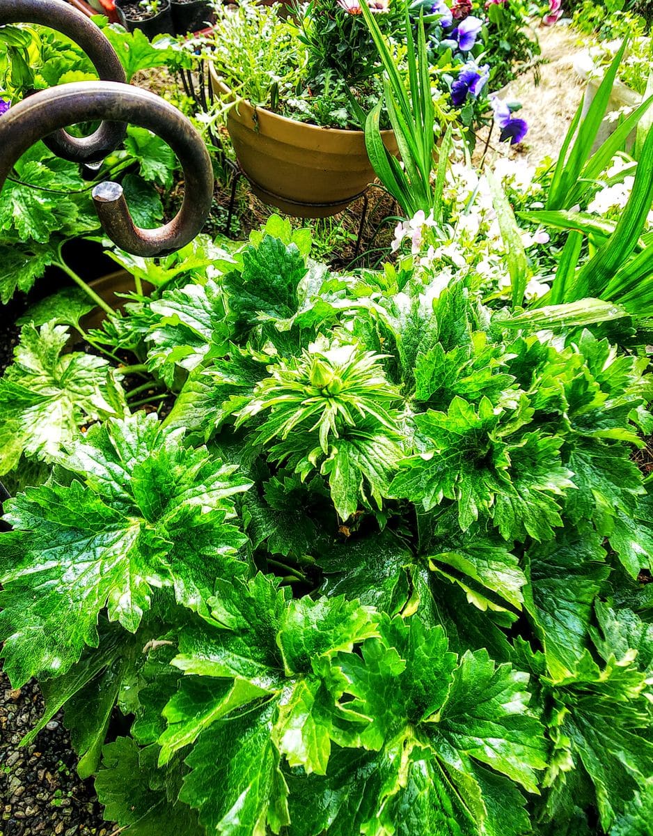 ラックス１年目の夏越し株を育てます🌿 花芽が上がって来ました🌿