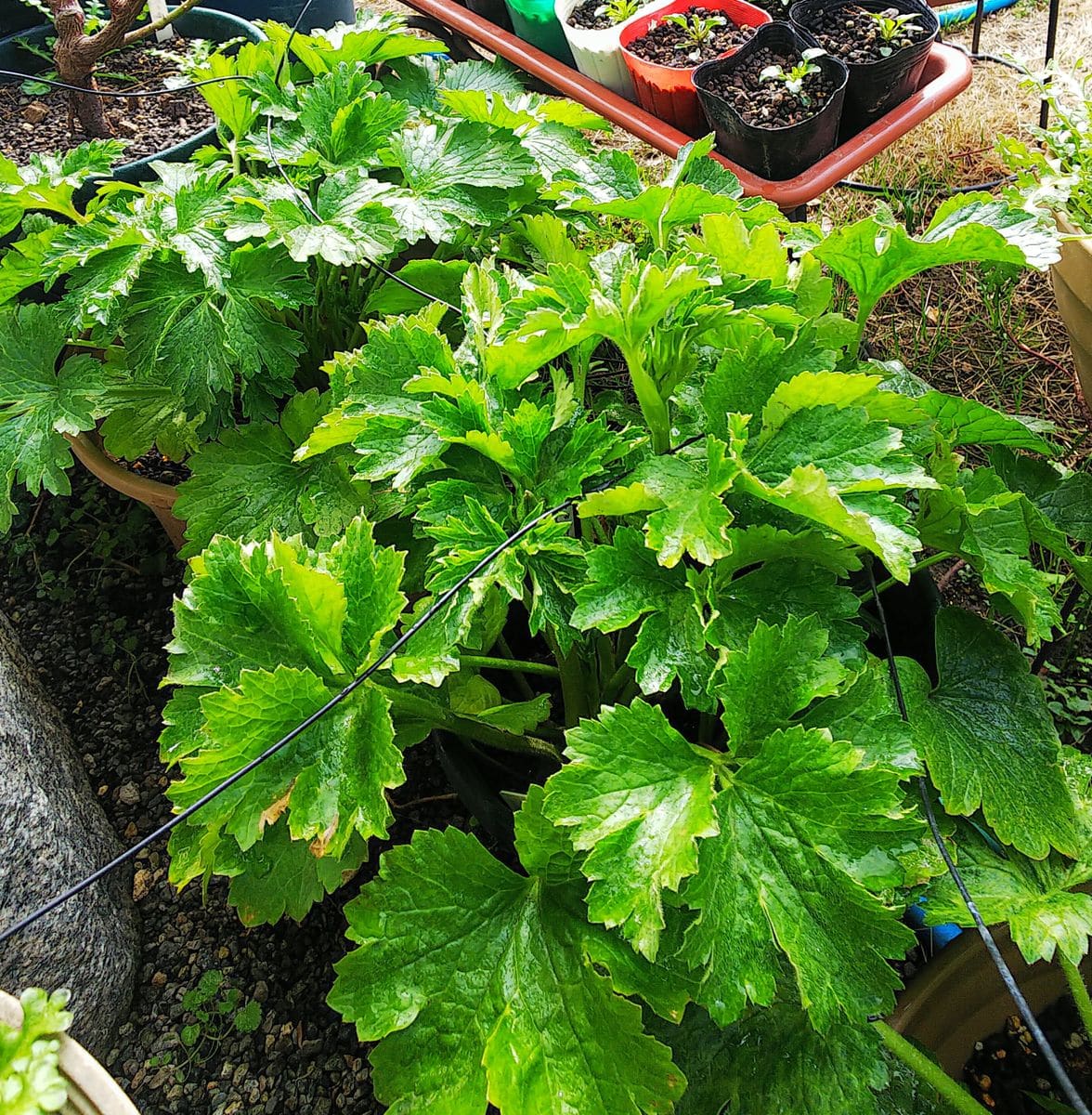 ラックス１年目の夏越し株を育てます🌿 花芽が伸びて来ました🌿